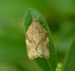Argyrotaenia franciscana