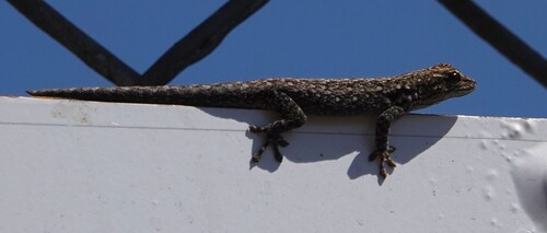 Chobe Dwarf Gecko