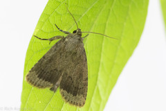 Amphipyra glabella