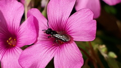 Ceratina cucurbitina