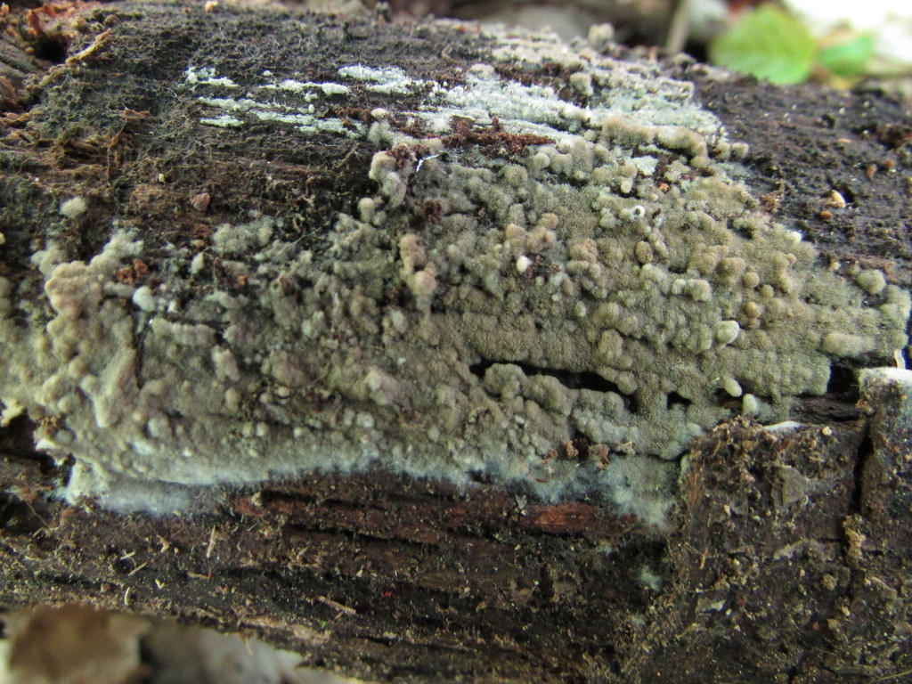 Botryobasidium conspersum