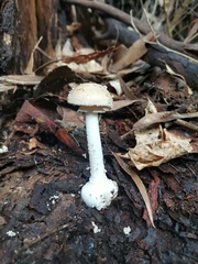 Amanita australis