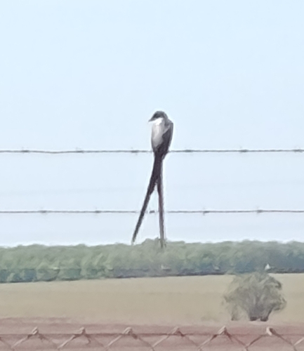 Tyrannus savana monachus