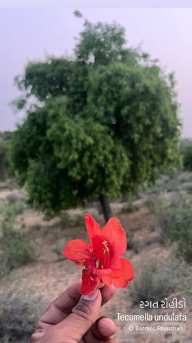 desert teak