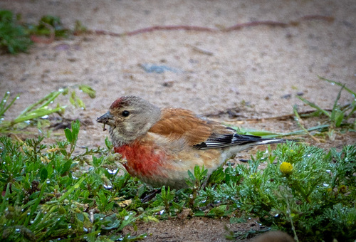 Eurasian Linnet