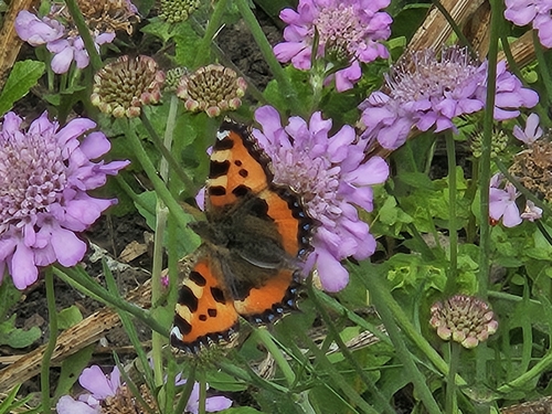 Small Tortoiseshell