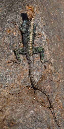 Kirk's Rock Agama