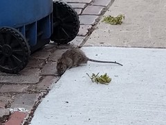 Rattus norvegicus