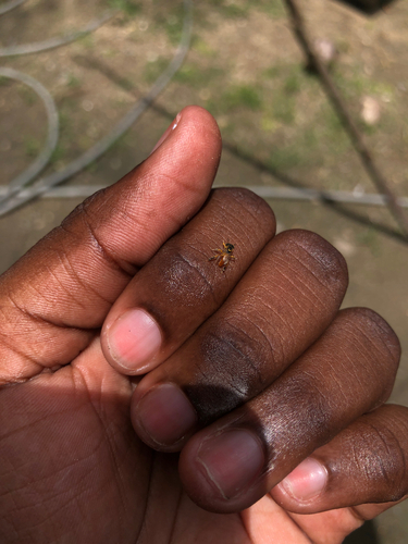 Narrow Stingless Bee