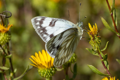 Western White