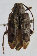 Trypanidius mexicanus
