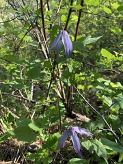 Clematis occidentalis