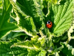 Coccinella septempunctata