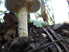 Amanita pagetodes