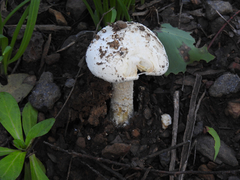 Amanita pagetodes