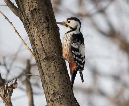 White-backed Woodpecker