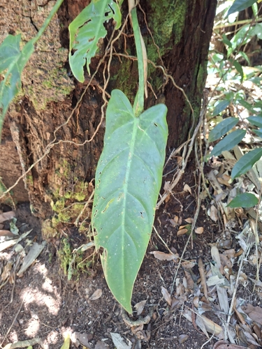 Philodendron neglectum