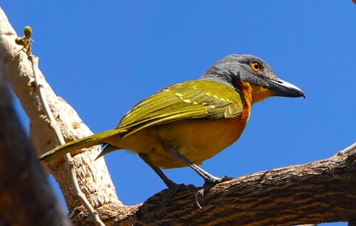 Grey-headed Bushshrike