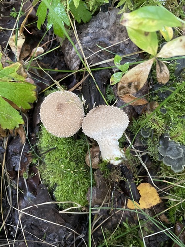 common puffball