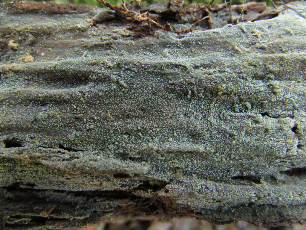 Scopuloides