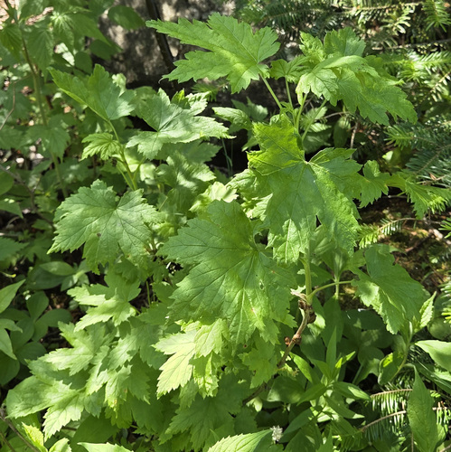 Ribes glandulosum, photograph 2
