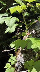 Ribes glandulosum