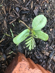 Fabaceae