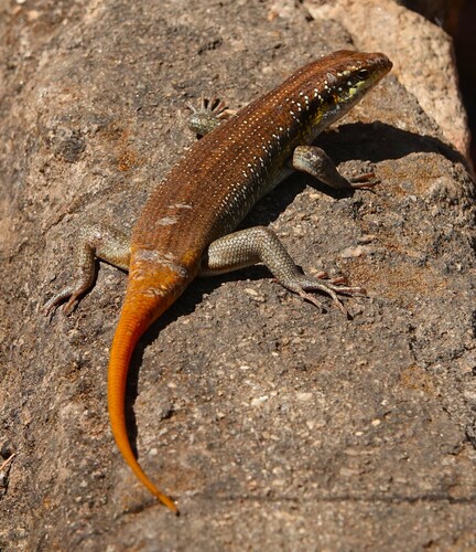 Rainbow Skink