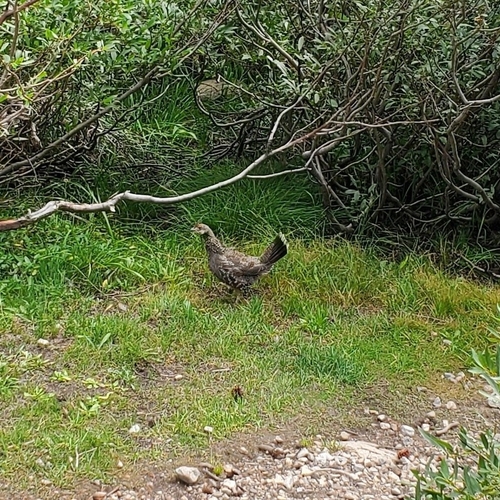 iNaturalist observation photo of Sooty Grouse