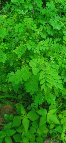 Indigofera tinctoria observed 2026-08-16