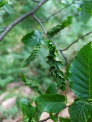 Aculops macrotrichus