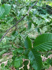 Aculops macrotrichus