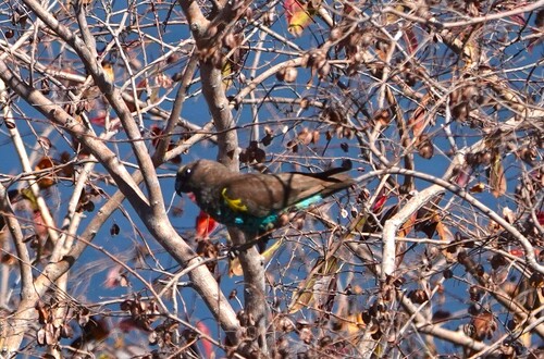 Meyer's Parrot