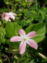 Phlox adsurgens