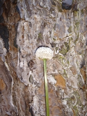 Eriocaulon aquaticum