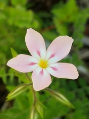 Phlox adsurgens