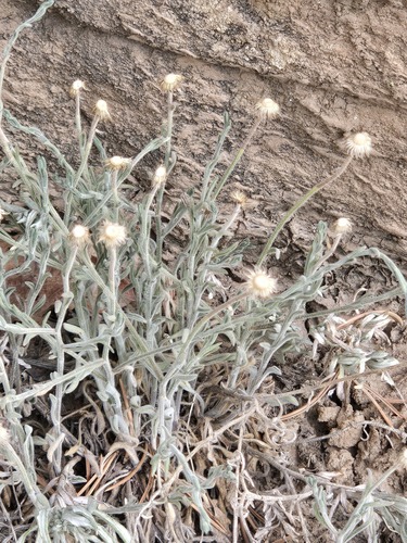 Erigeron tracyi