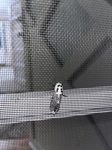 Wood Leopard Moth