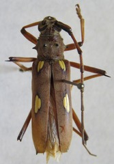 Eburia