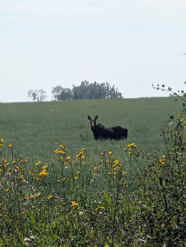 Moose