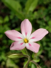 Phlox adsurgens
