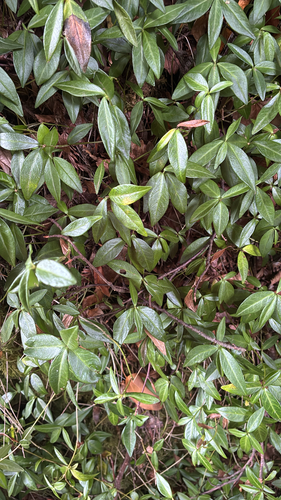 lesser periwinkle