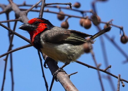Black-collared Barbet