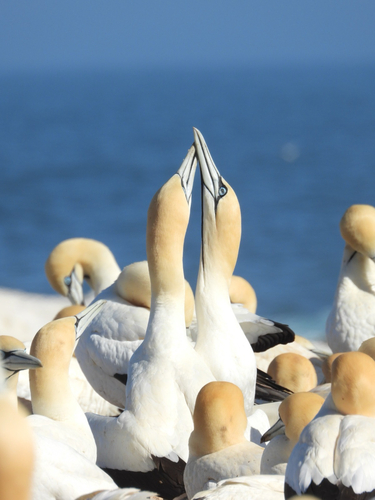 iNaturalist image