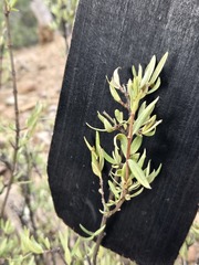Fendlera rupicola