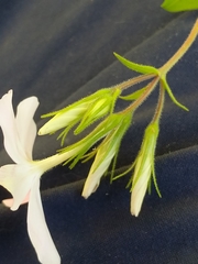 Phlox adsurgens