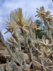 Tetradymia canescens