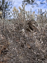 Tetradymia canescens, photograph (c) Jo Roberts, some rights reserved (CC BY)