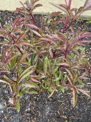 Paeonia