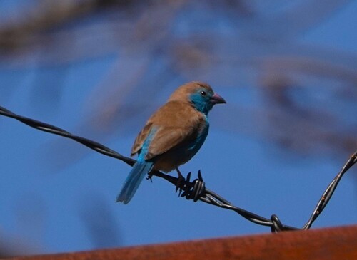 Southern Cordonbleu